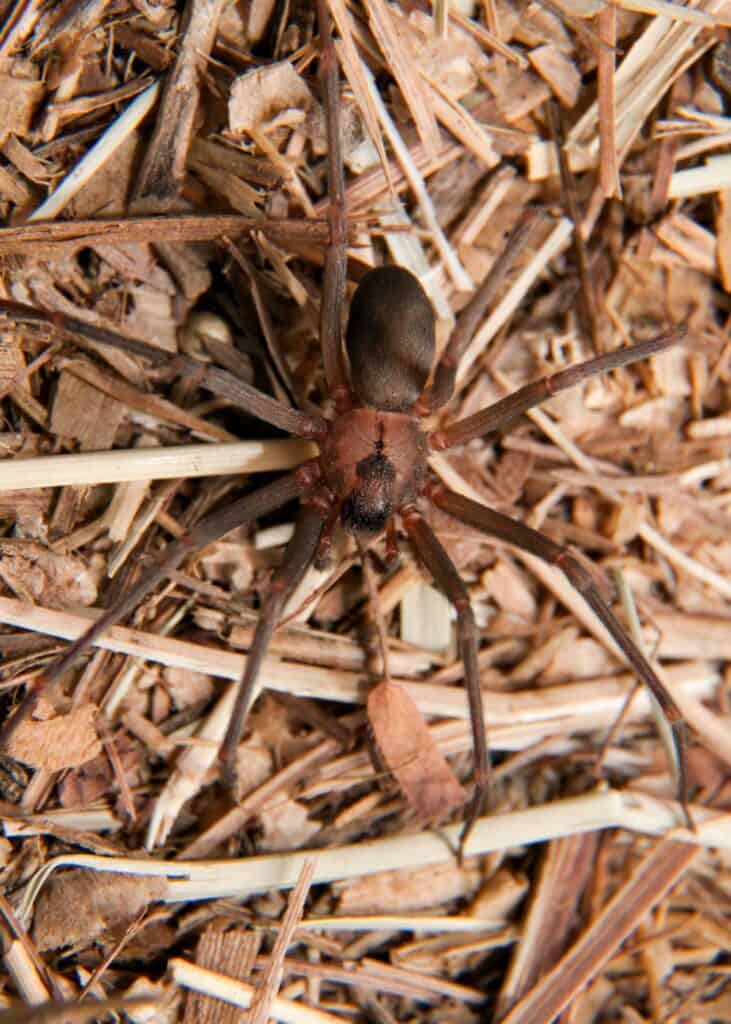 brown recluse spider size