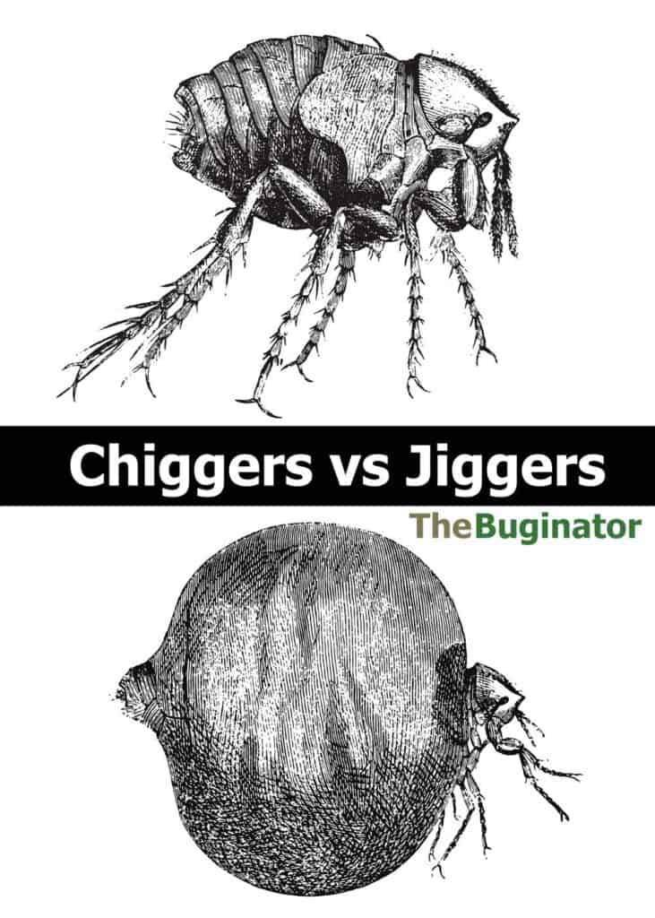 chiggers vs jiggers compared