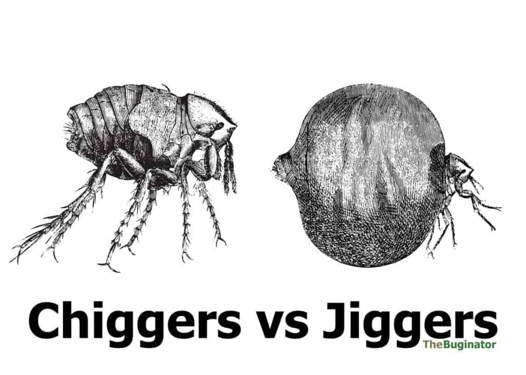 chiggers vs jiggers difference