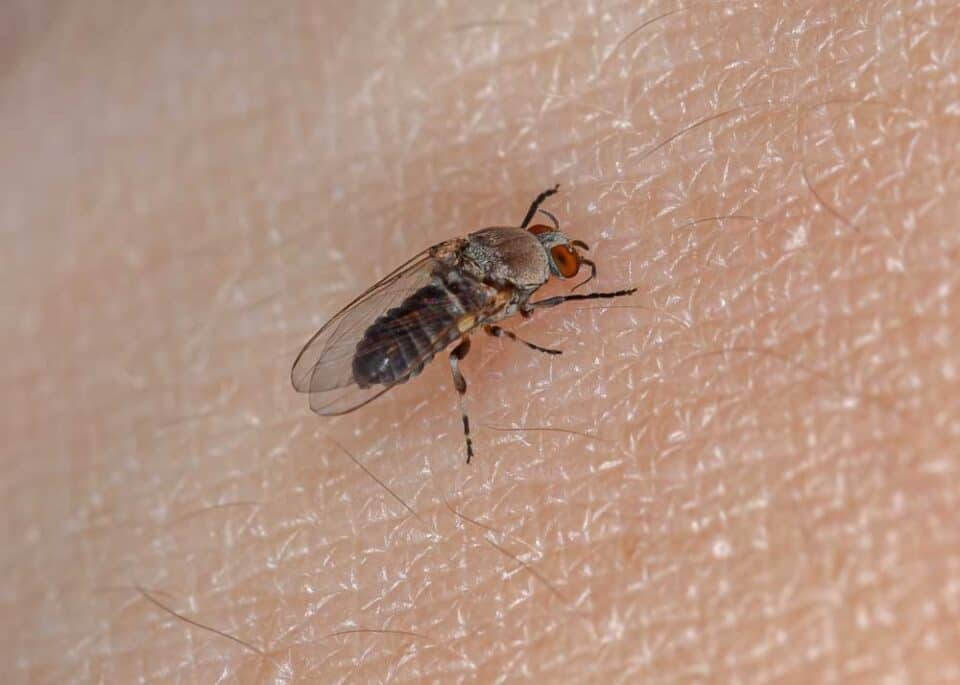 do-gnats-bite-humans-3-common-biting-gnats-8-tips-to-avoid-bites