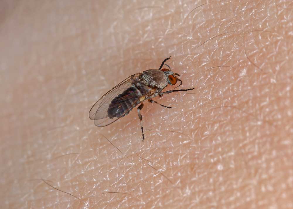 Do Gnats Bite Humans? 3 Common Biting Gnats (8 Tips to Avoid Bites ...