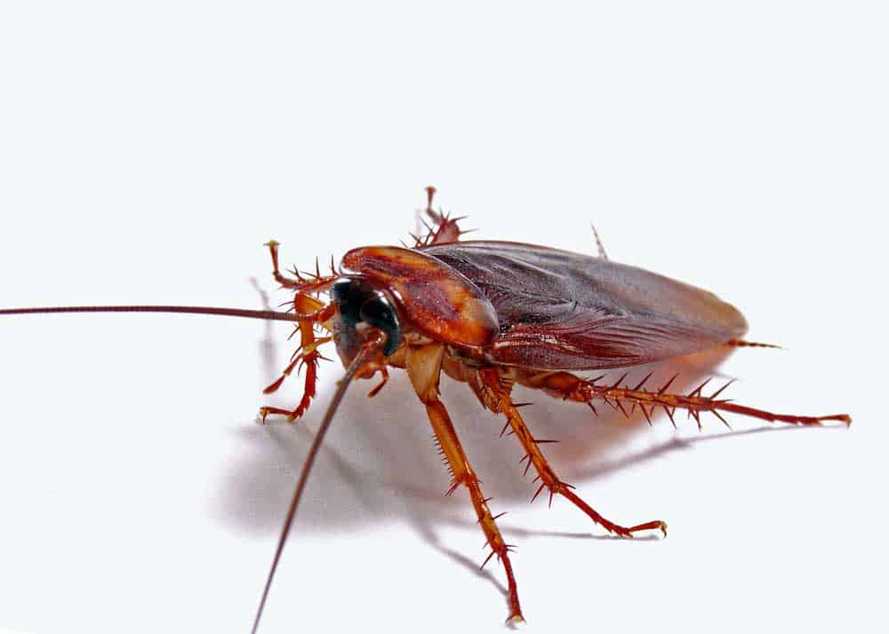 6 legged cockroach