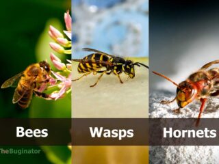 Bee vs Wasp vs Hornet