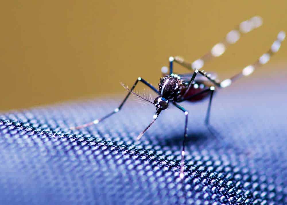 can mosquitoes bite through clothes