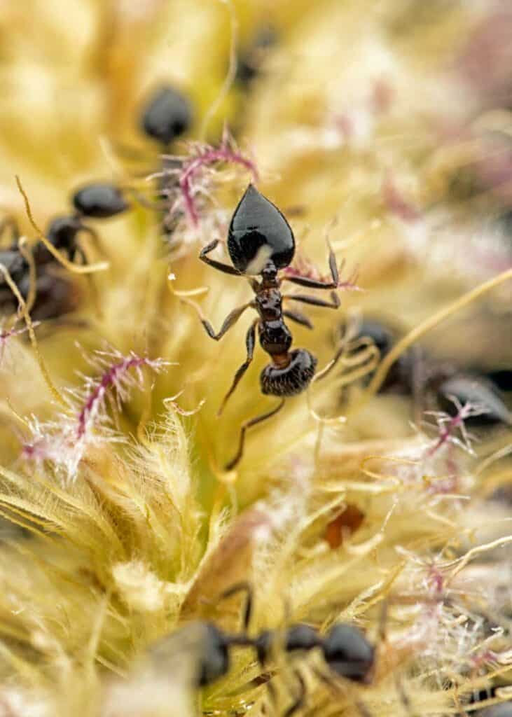 Crematogaster acrobat ant