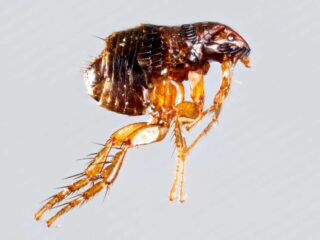do fleas have wings