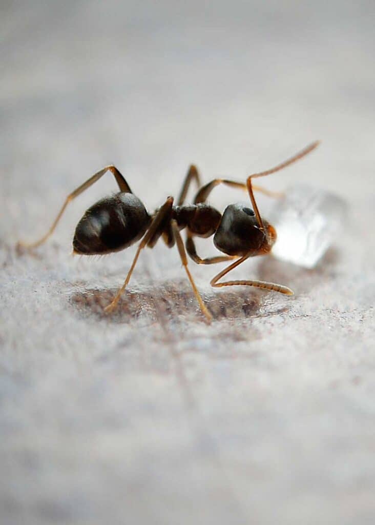 Tapinoma sessile sugar ant