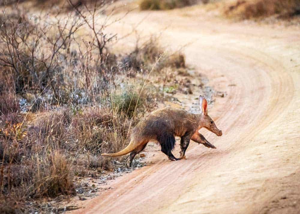 aardvark eats ants