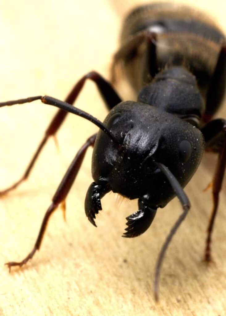 allergic reaction carpenter ant bites