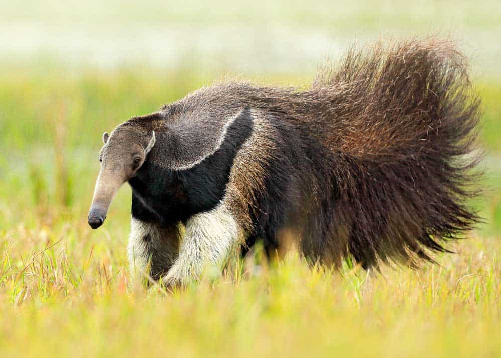anteater eats ants