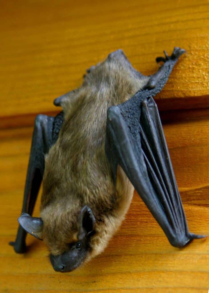 bats eat mosquitoes