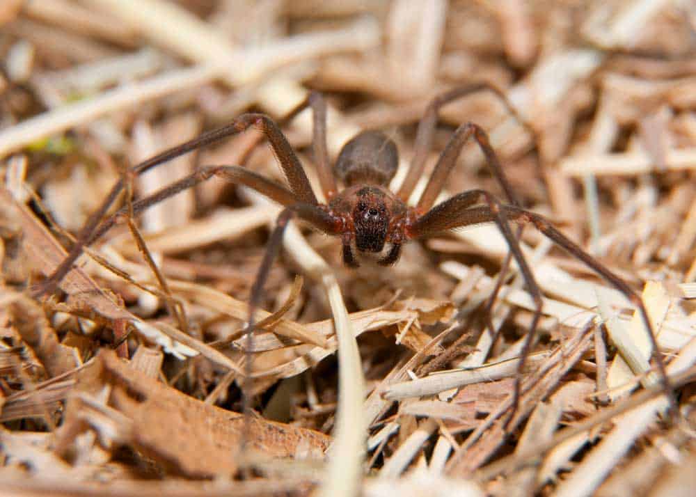 brown recluse appearance