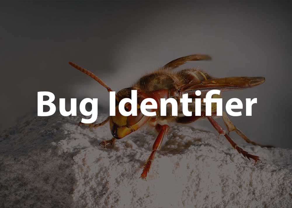 bug identifier