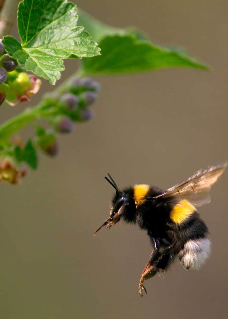 bumblebee make honey