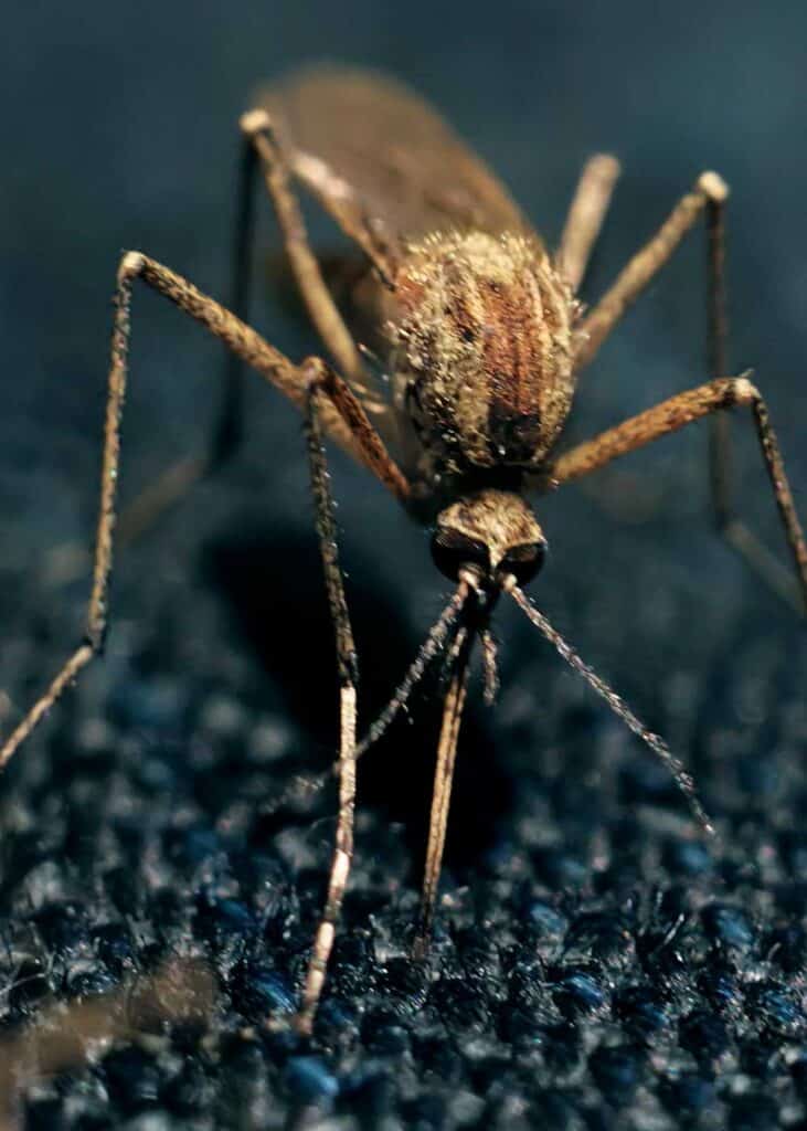 can mosquitoes bite through clothing