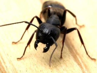 carpenter ant bites