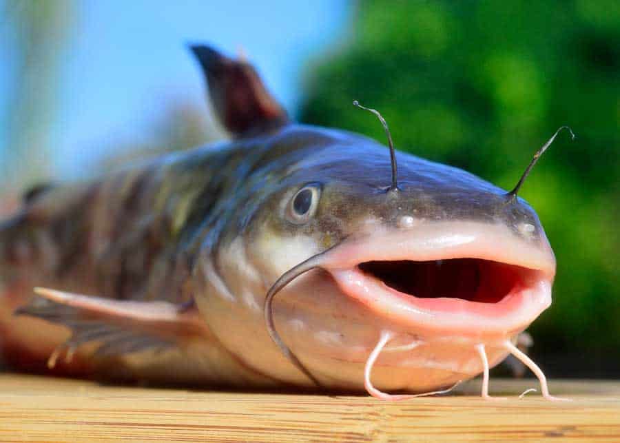 catfish eat mosquito larvae