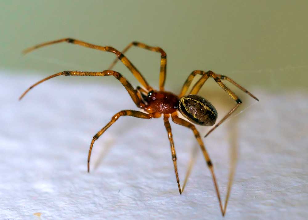 domestic house spider