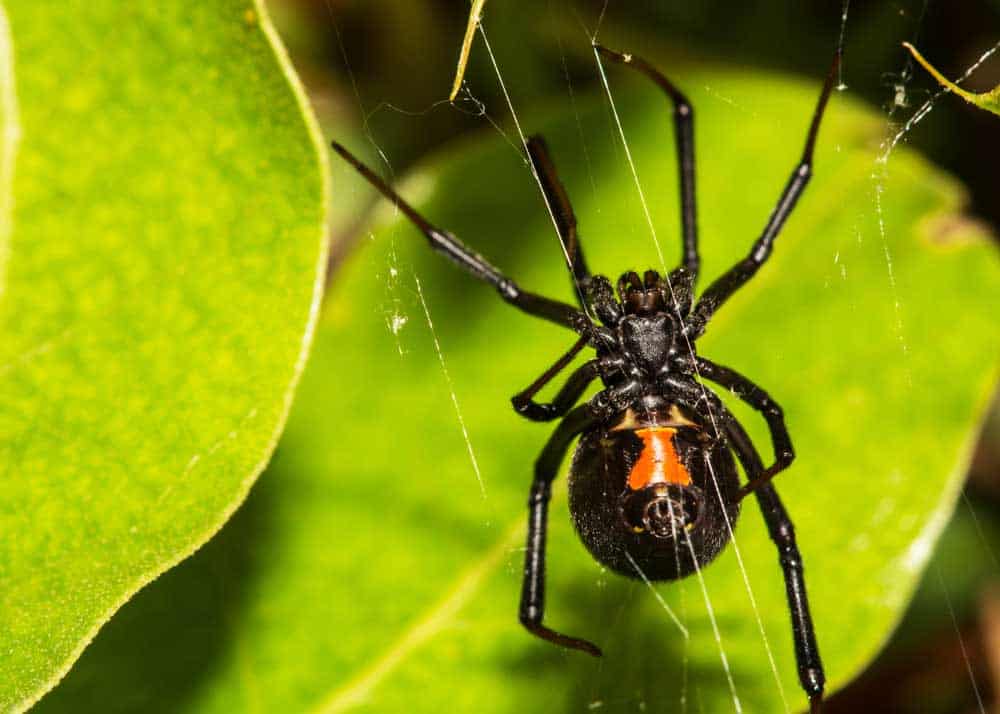 common house spider