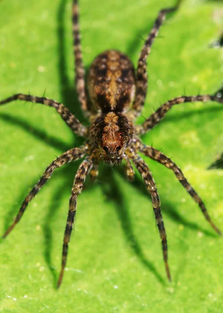 common household spiders