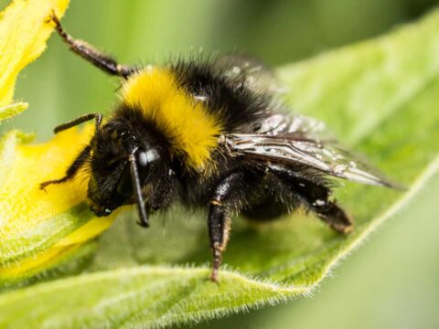 do bumblebees make honey