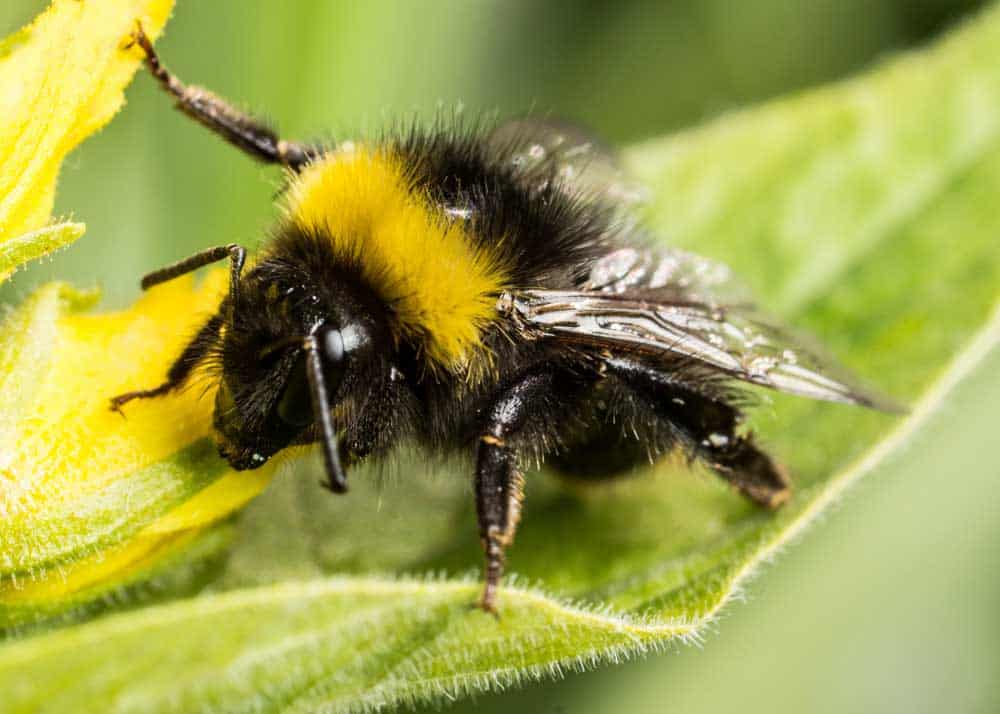 Bumblebee honey: do bumblebees make honey? - Plantura