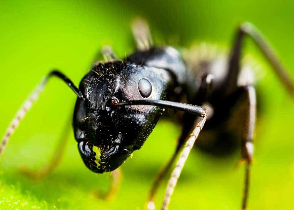 do carpenter ants bite