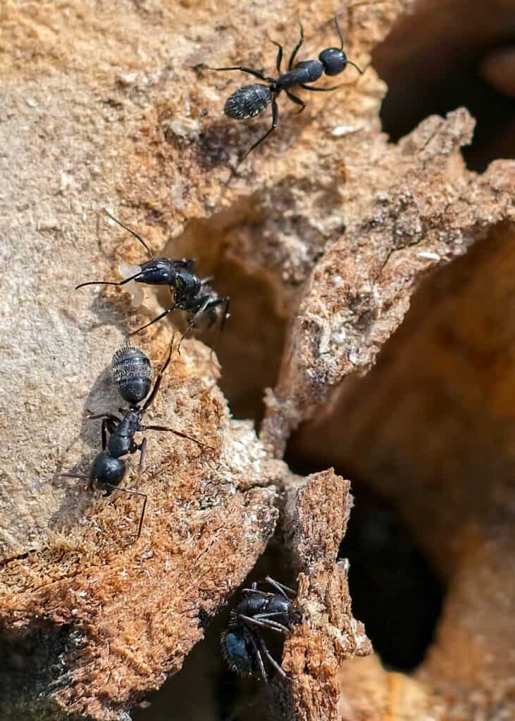 do carpenter ants cause damage