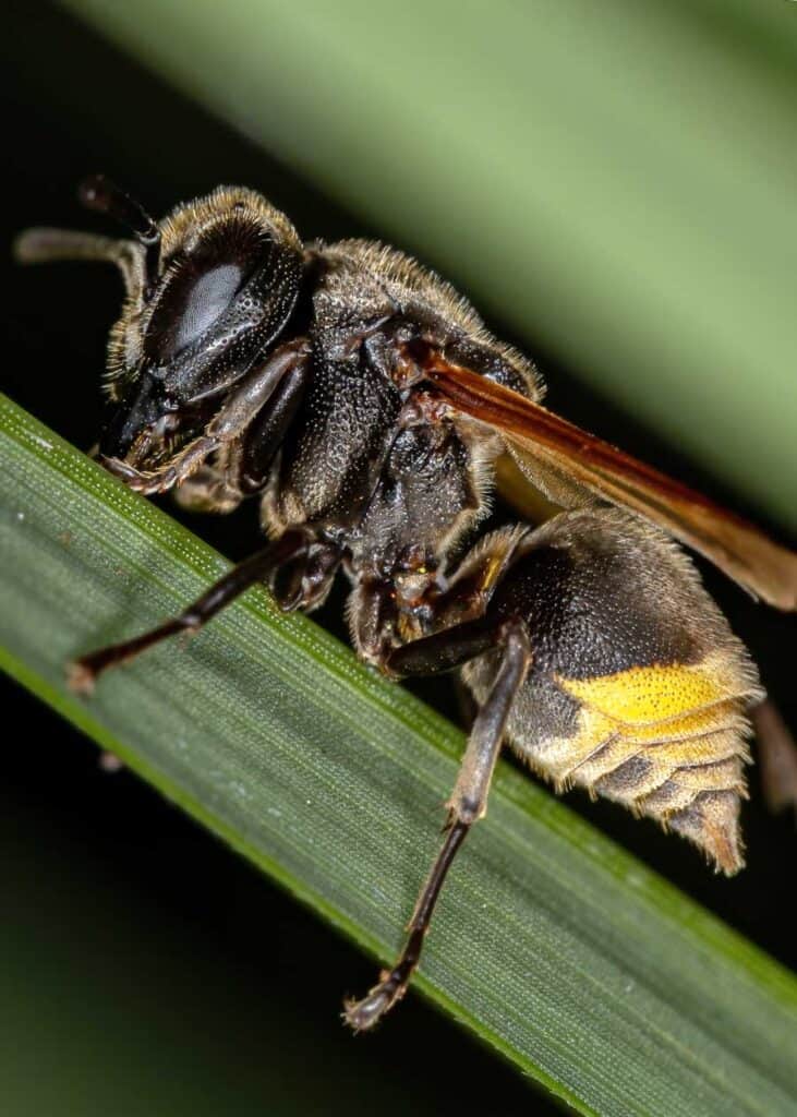 do wasp make honey