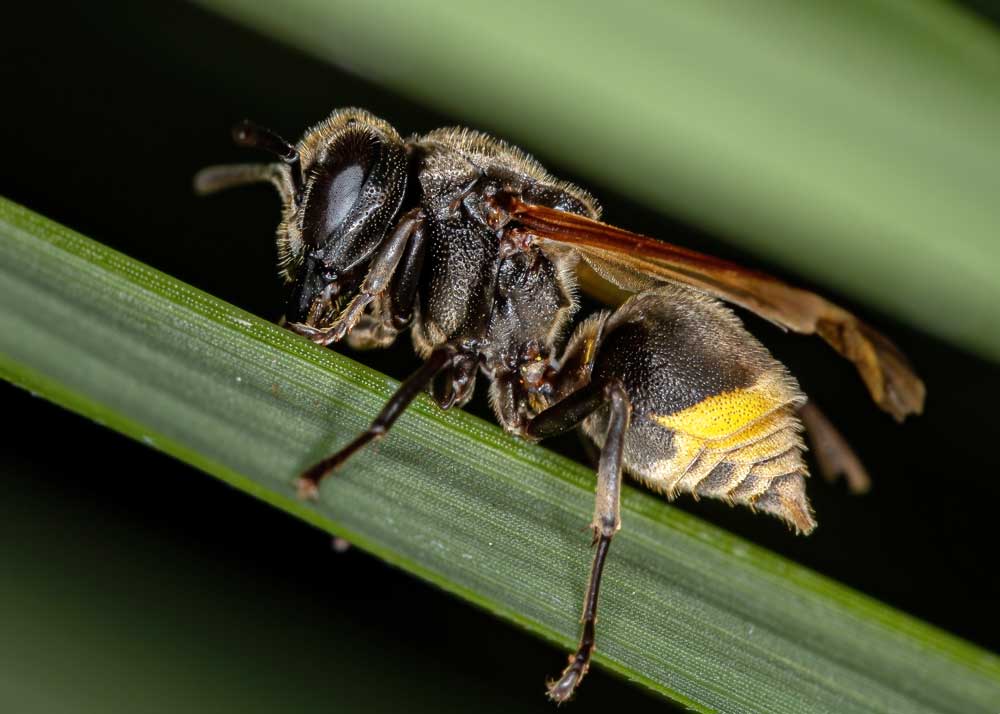 do wasps produce honey