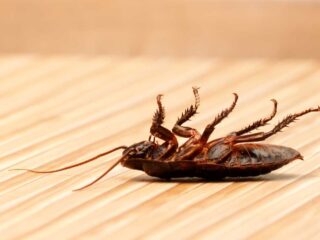 essential oils for cockroaches