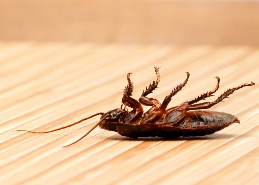 essential oils for cockroaches