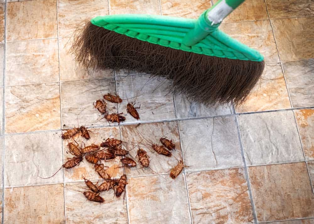 essential oils for killing roaches