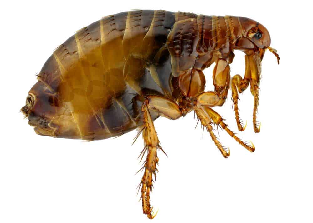 fleas have 6 legs