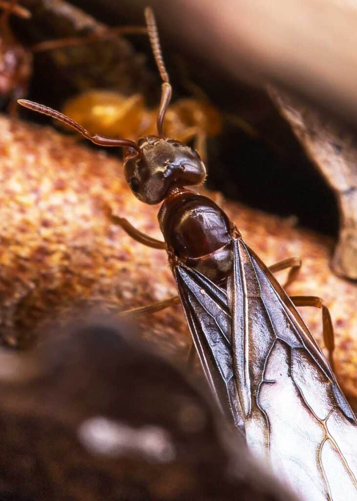 flying ants bite