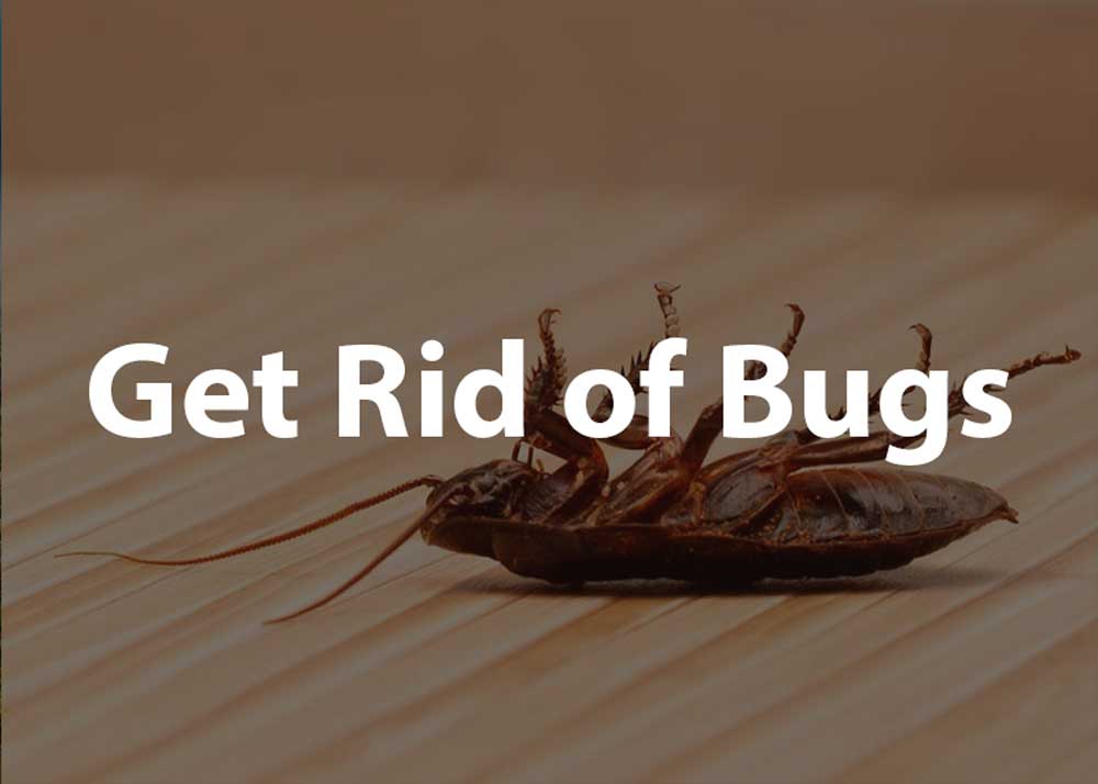 get rid of bugs