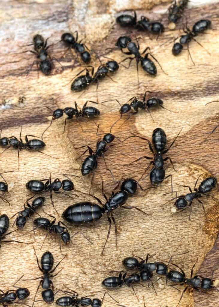getting rid of carpenter ants