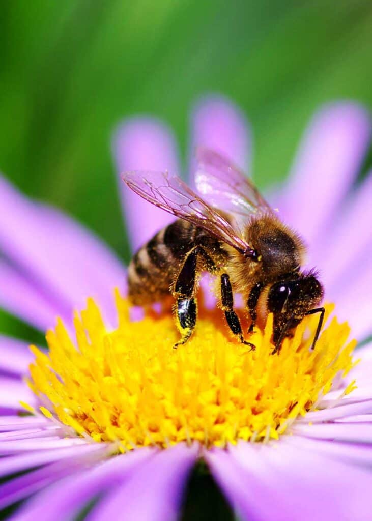 honey bees have 6 legs