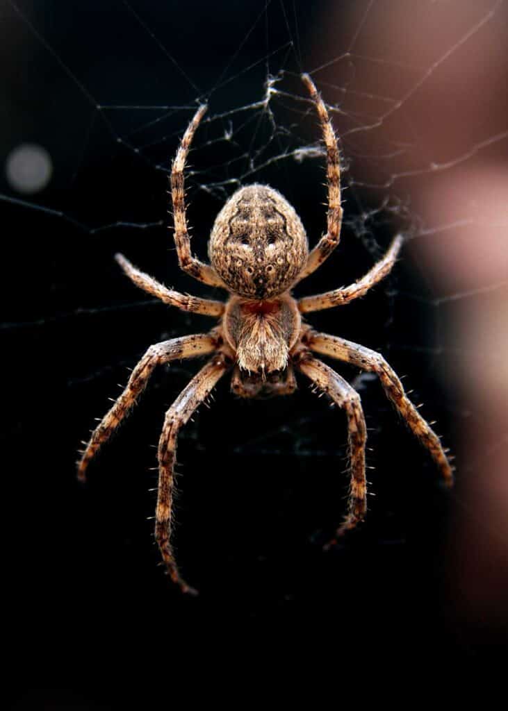 Do Only Spiders Have 8 Legs? 11 Types of 8-Legged Animals (Complete Guide)  🪰 The Buginator