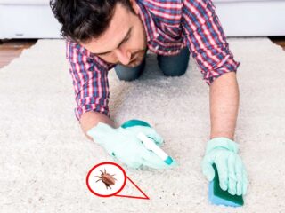 how to get rid of chiggers in your home