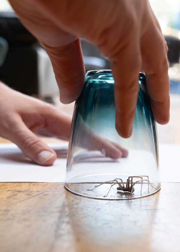 how to get rid of house spiders