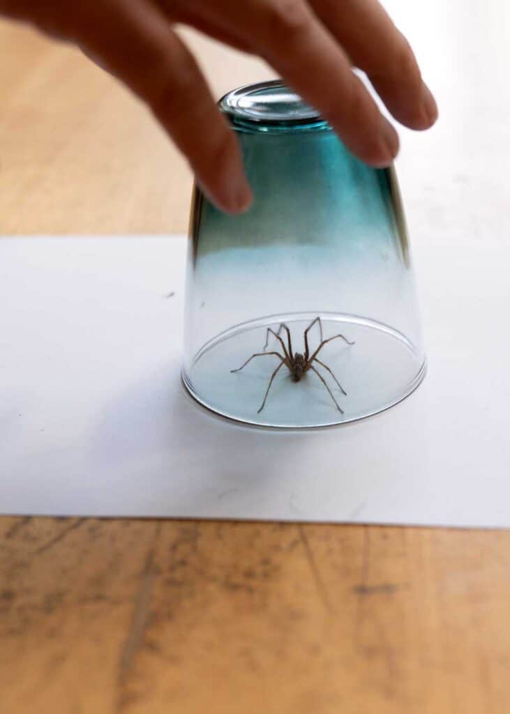 how to get rid of spiders in house