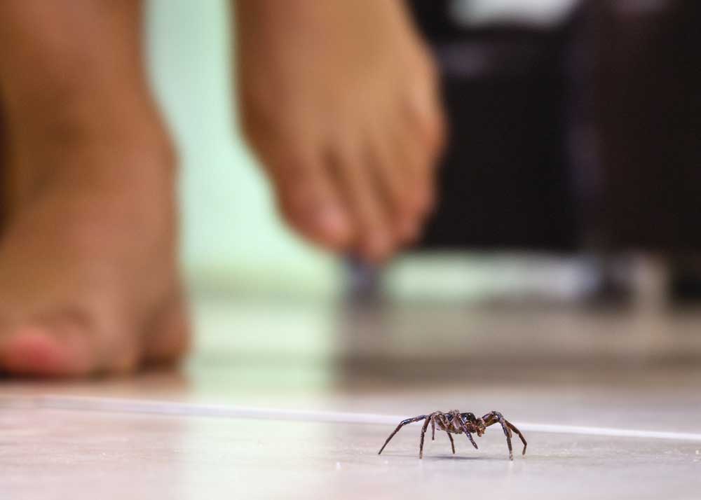 how to kill spiders in house