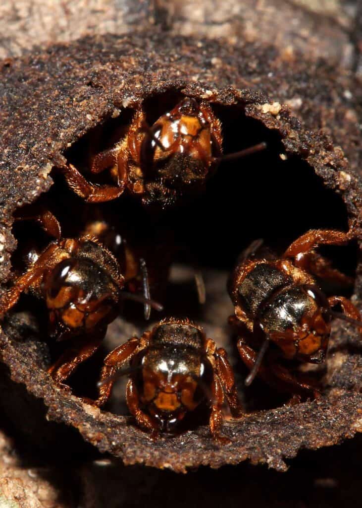 mexican honey wasps
