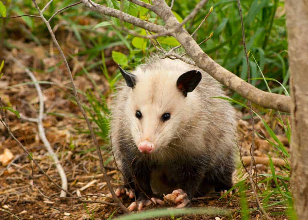 opossum tick eater
