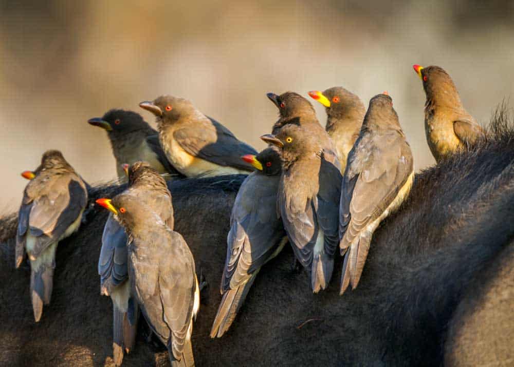 oxpecker birds eat ticks