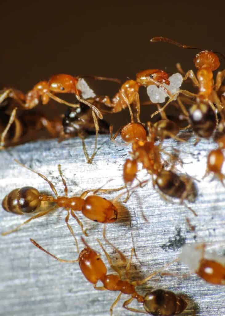 pharoah ant sugar ants