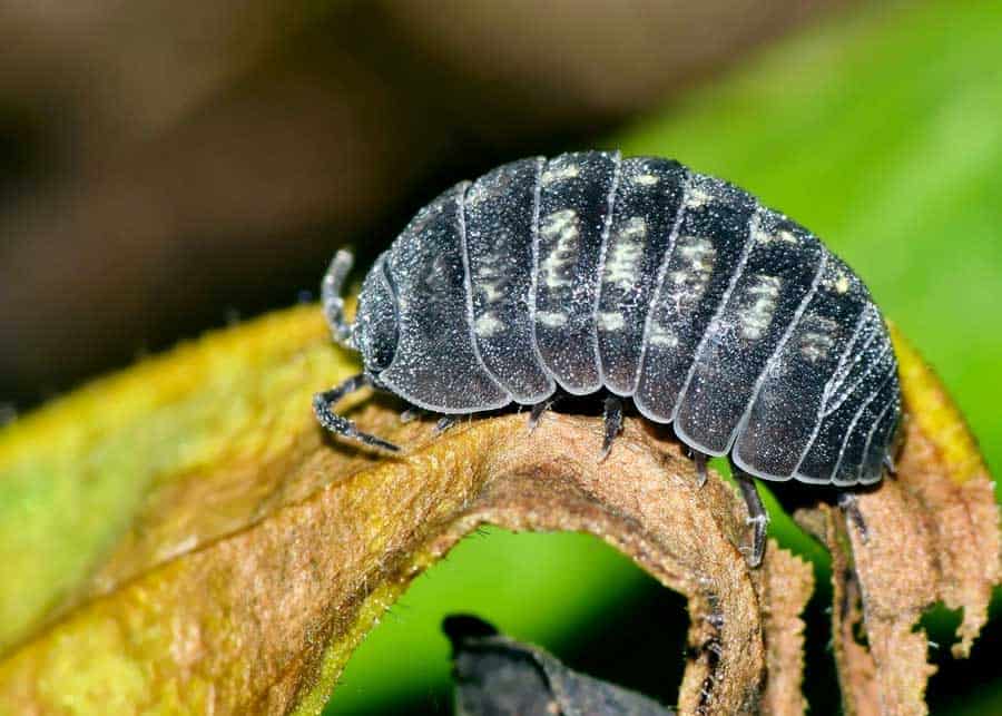 pillbug looks like silverfish