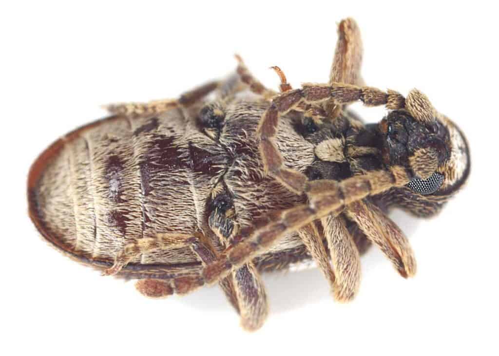 spider beetle 6 legs
