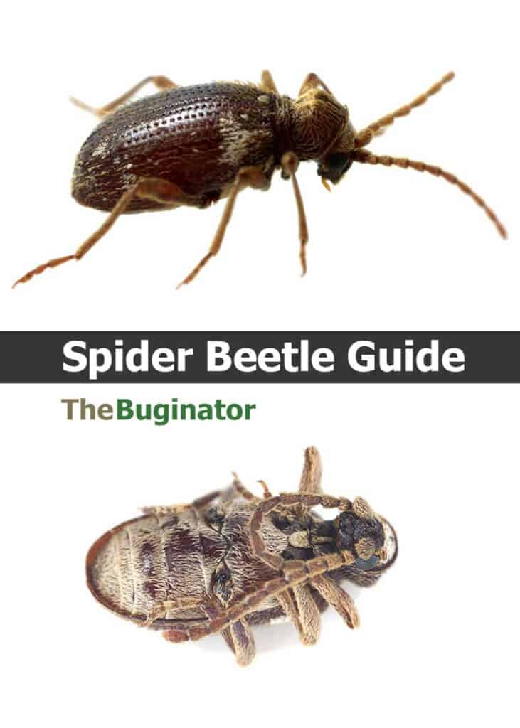 spider beetle facts